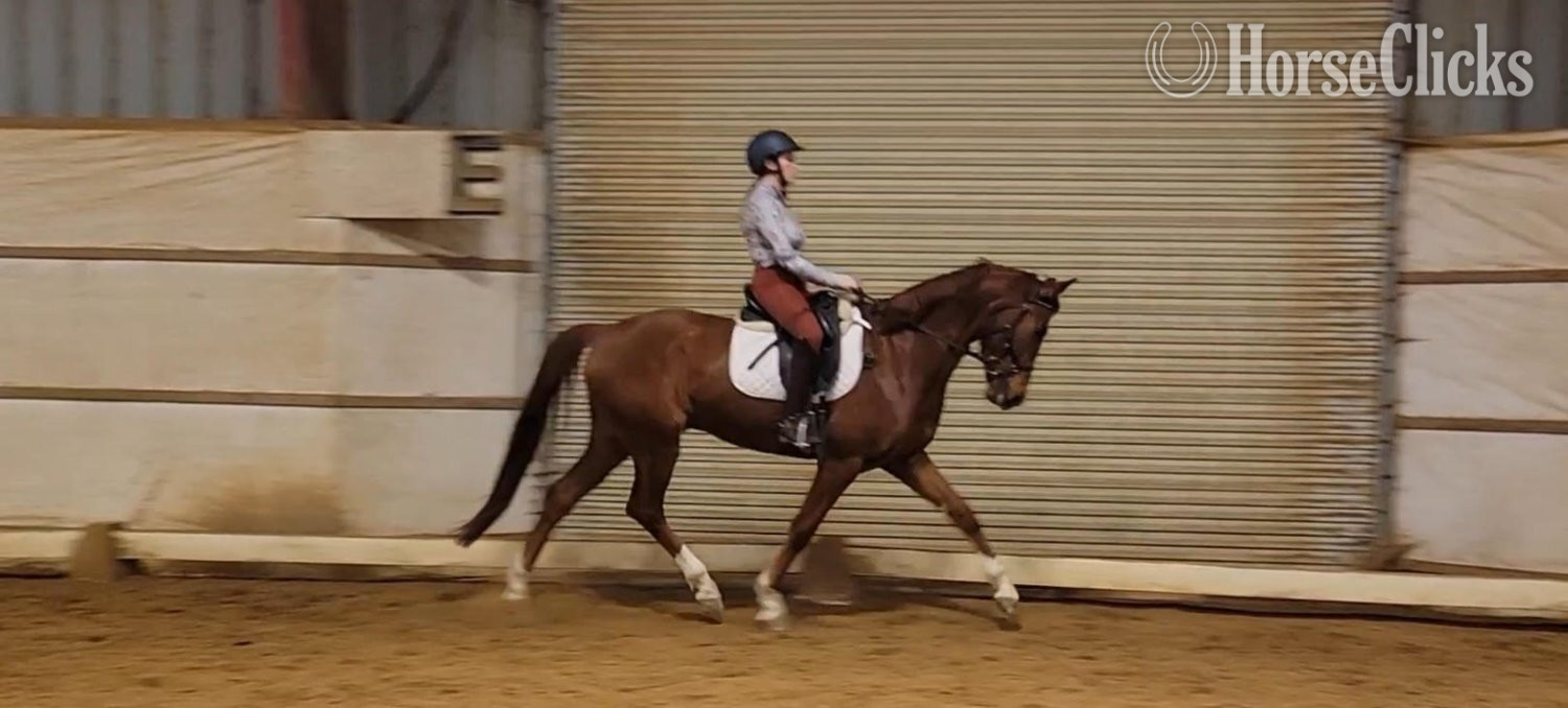 Dutch Warmbloods - "Pumbaa La Perle " Chestnut Gelding Dutch Warmblood in Ohio