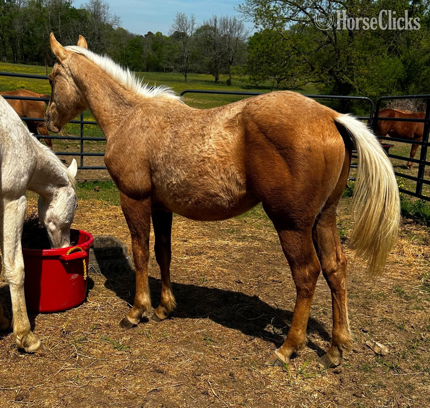 "Peppy Heart Of Gold" Palomino Gelding Quarter Horse in Tennessee
