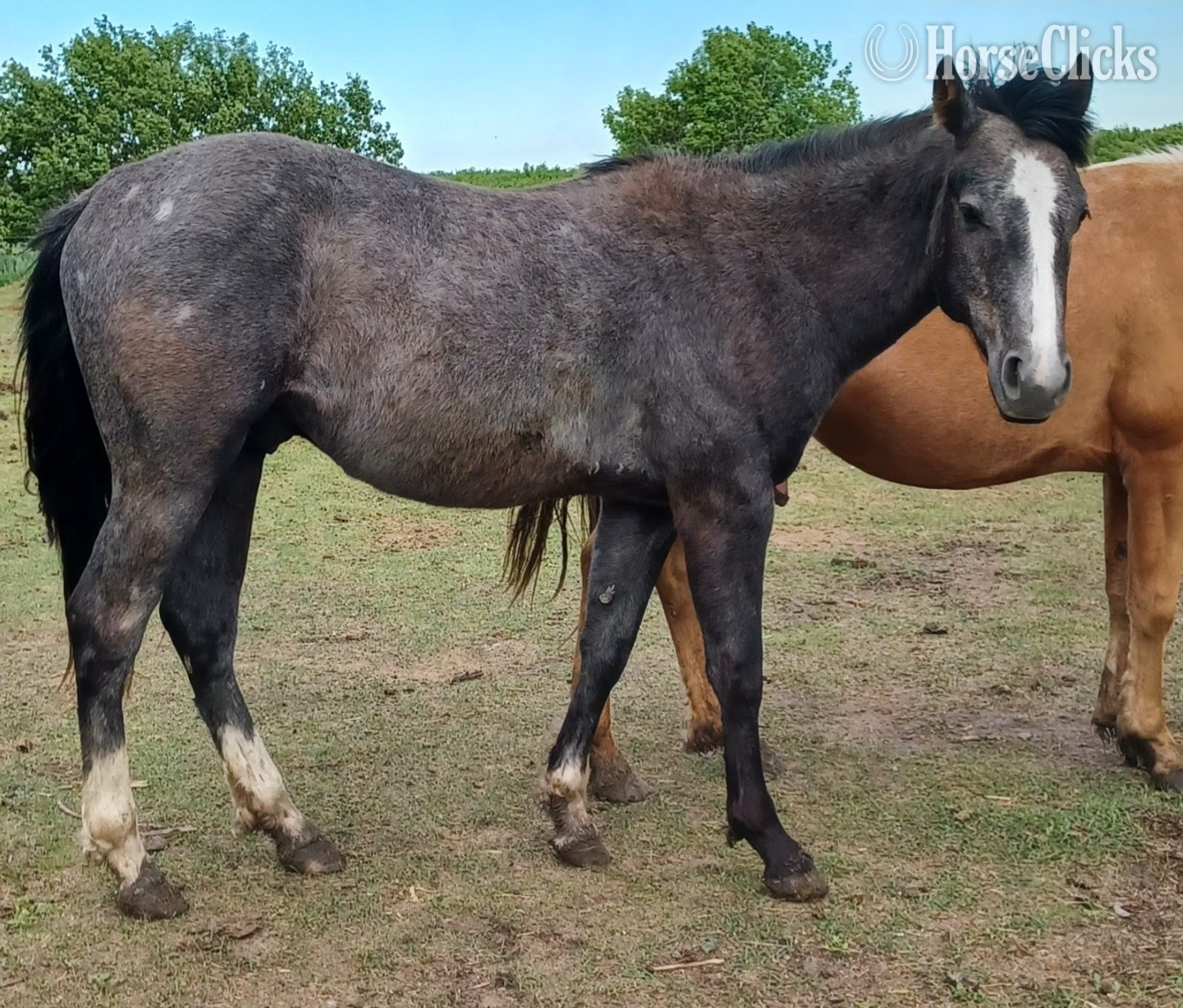 "Perfected By Pepto " Grey Colt Quarter Horse in Manitoba