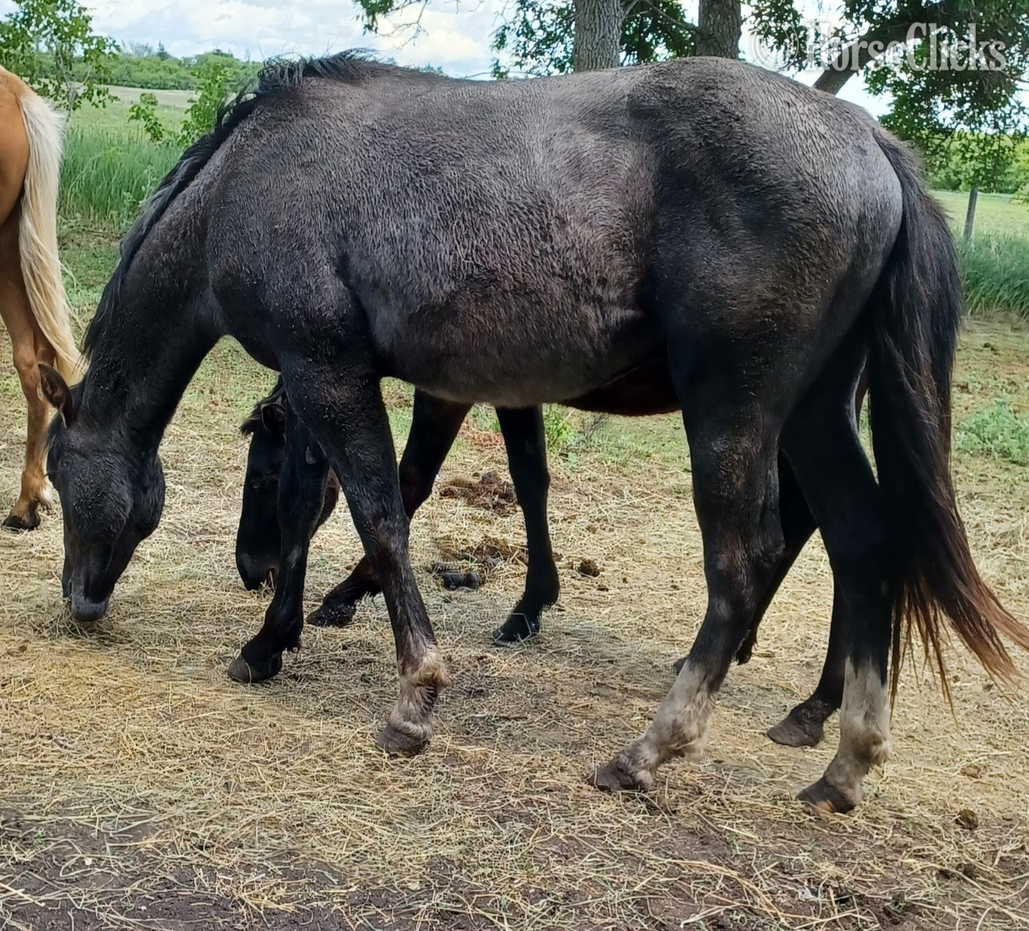 "Perfected By Pepto " Grey Colt Quarter Horse