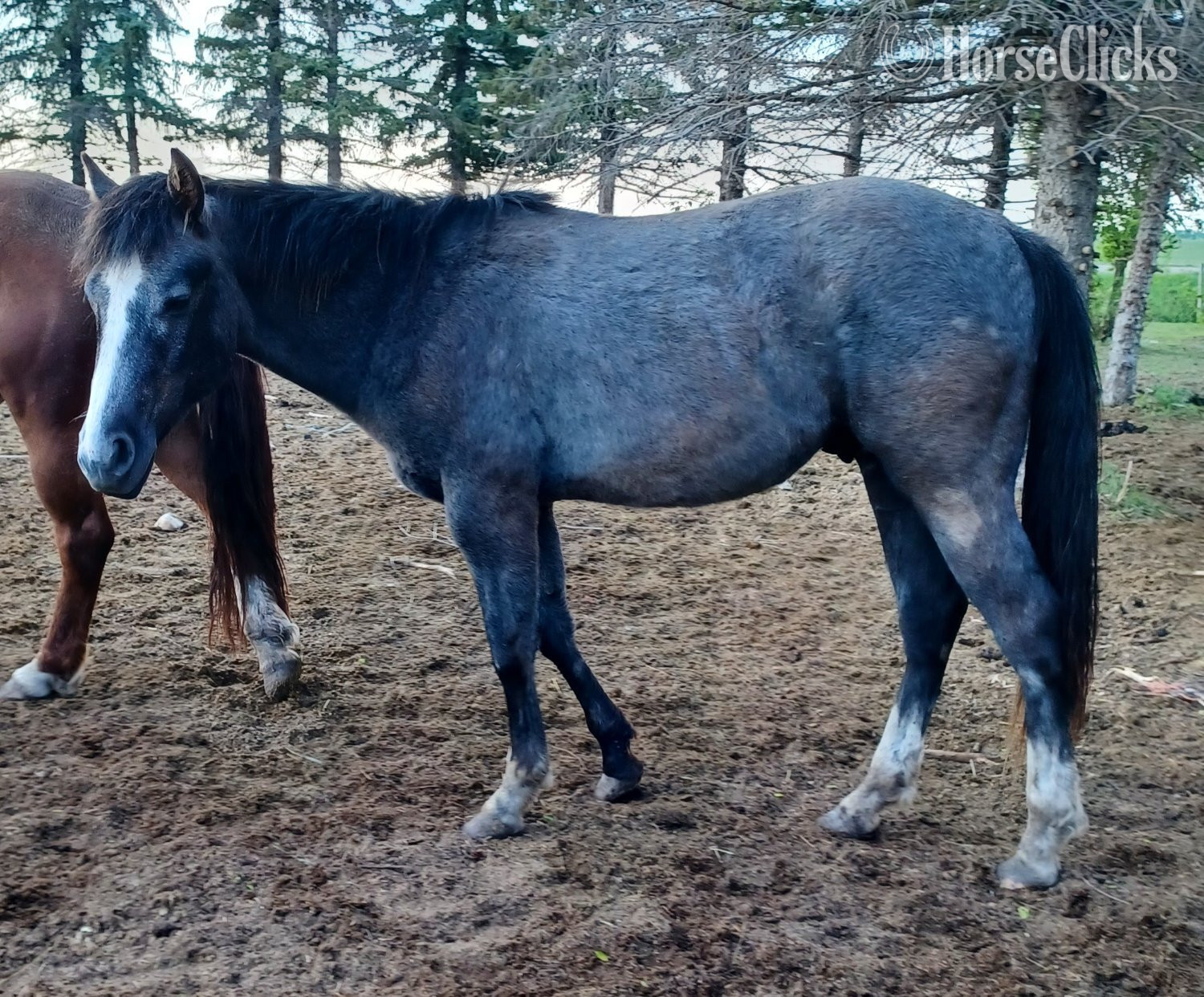 Manitoba "Perfected By Pepto " Grey Colt Quarter Horse