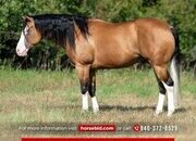 "Fatty Patty " Buckskin Gelding Quarter Horse