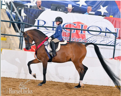"Justafire Connection" Bay Gelding Anglo Arabian in British Columbia