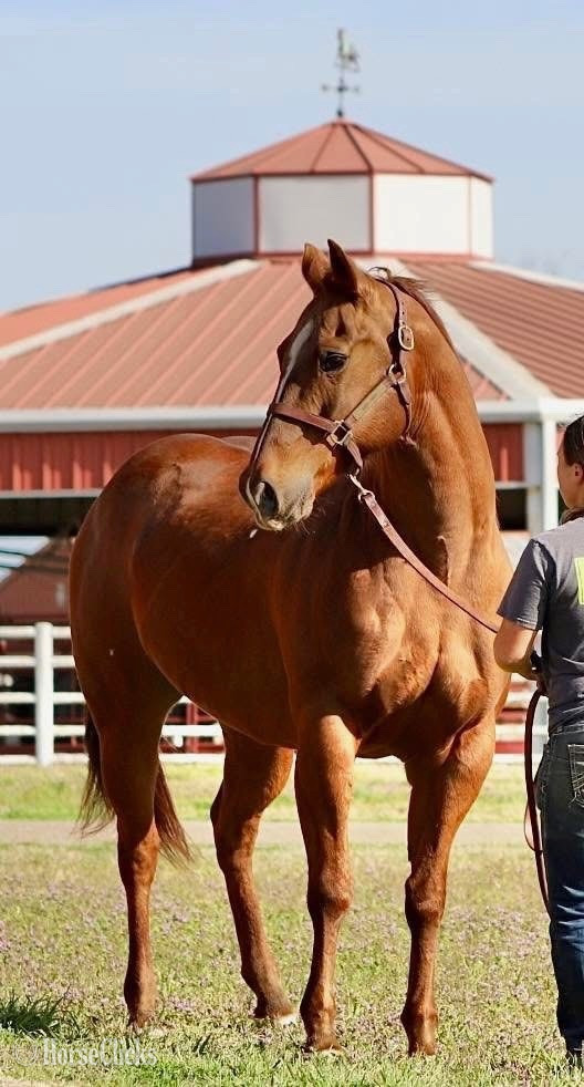 "FANCY " Sorrel Mare Quarter Horse in Texas