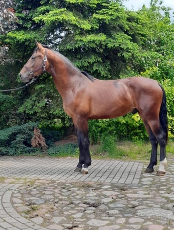"Darsi" Brown Gelding Belgian
