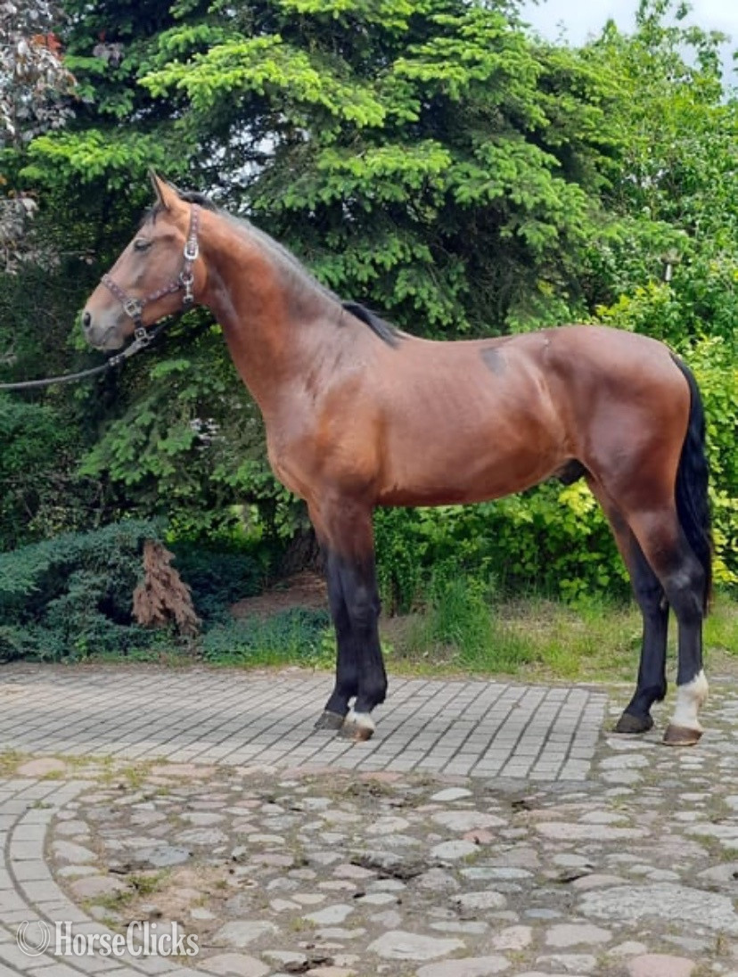 "Darsi" Brown Gelding Belgian in Georgia