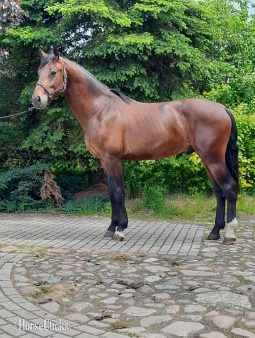 "Darsi" Brown Gelding Belgian