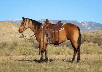 "Ryder " Buckskin Colt Quarter Horse