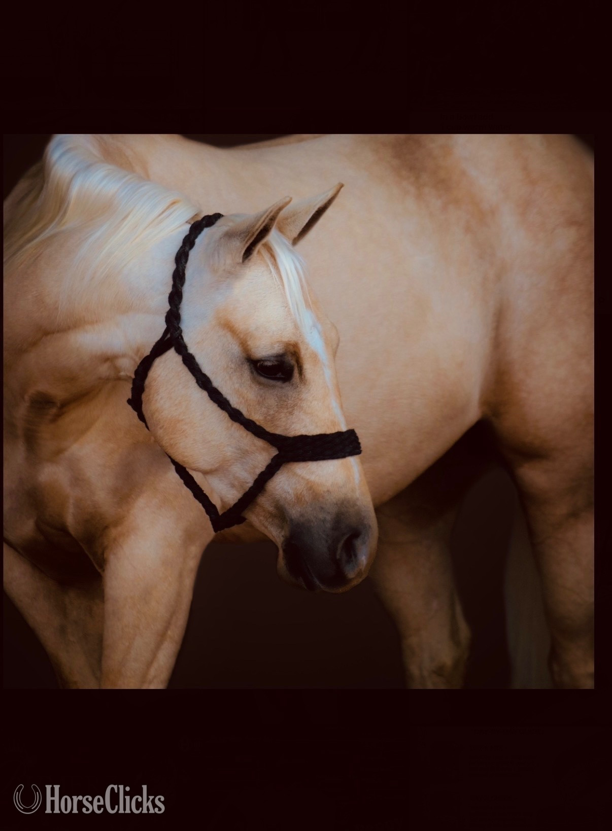 "Favor " Palomino Mare Quarter Horse in Georgia