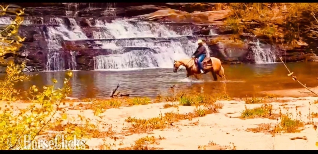 Georgia "Favor " Palomino Mare Quarter Horse