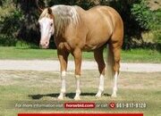 "Dewey " Palomino Gelding Paint