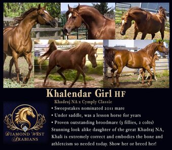 "Khalendar Girl HF" Chestnut Mare Arabian