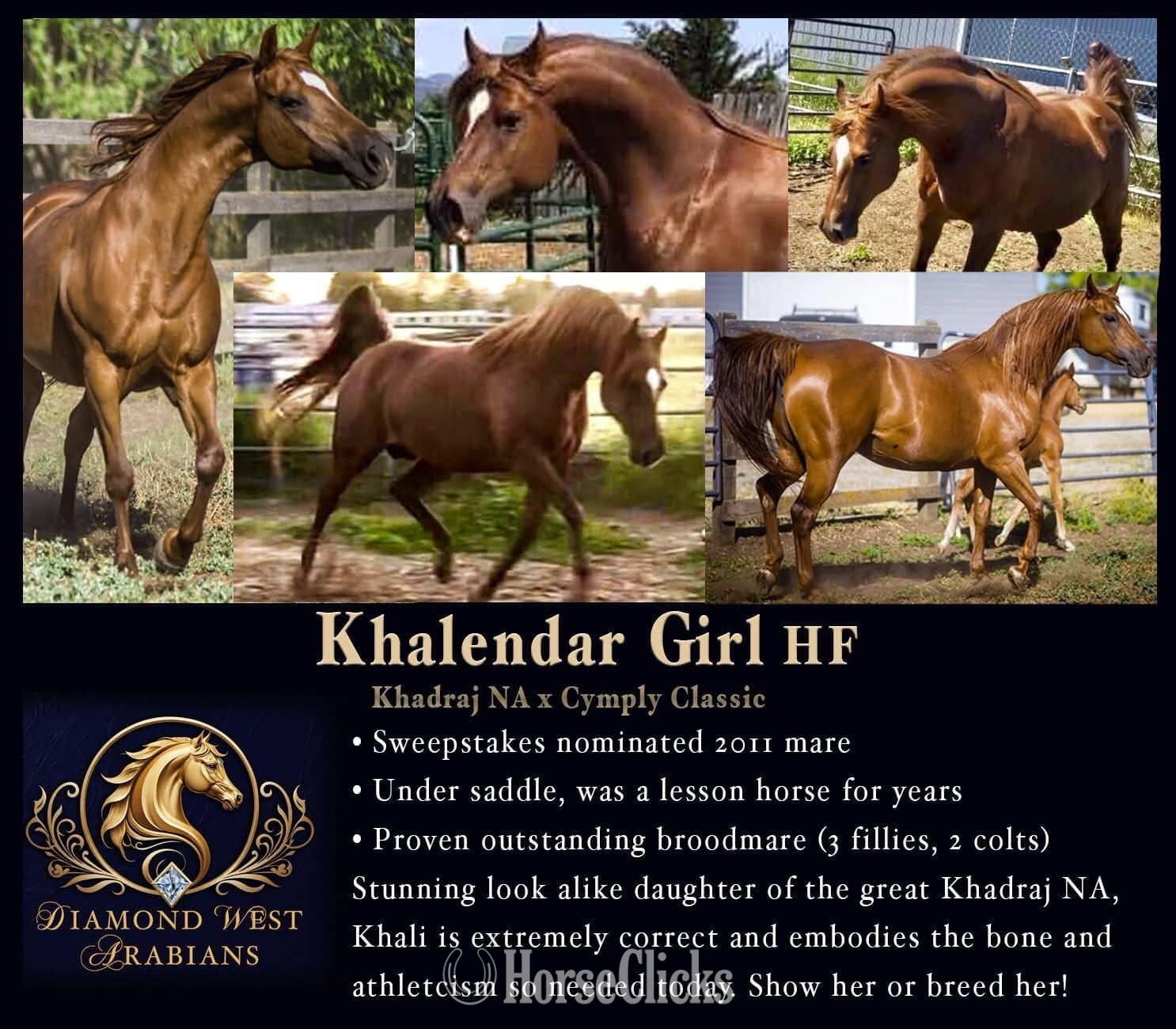 "Khalendar Girl HF" Chestnut Mare Arabian in Idaho