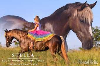 "Stella" Silver Dapple Mare Rocky Mountain