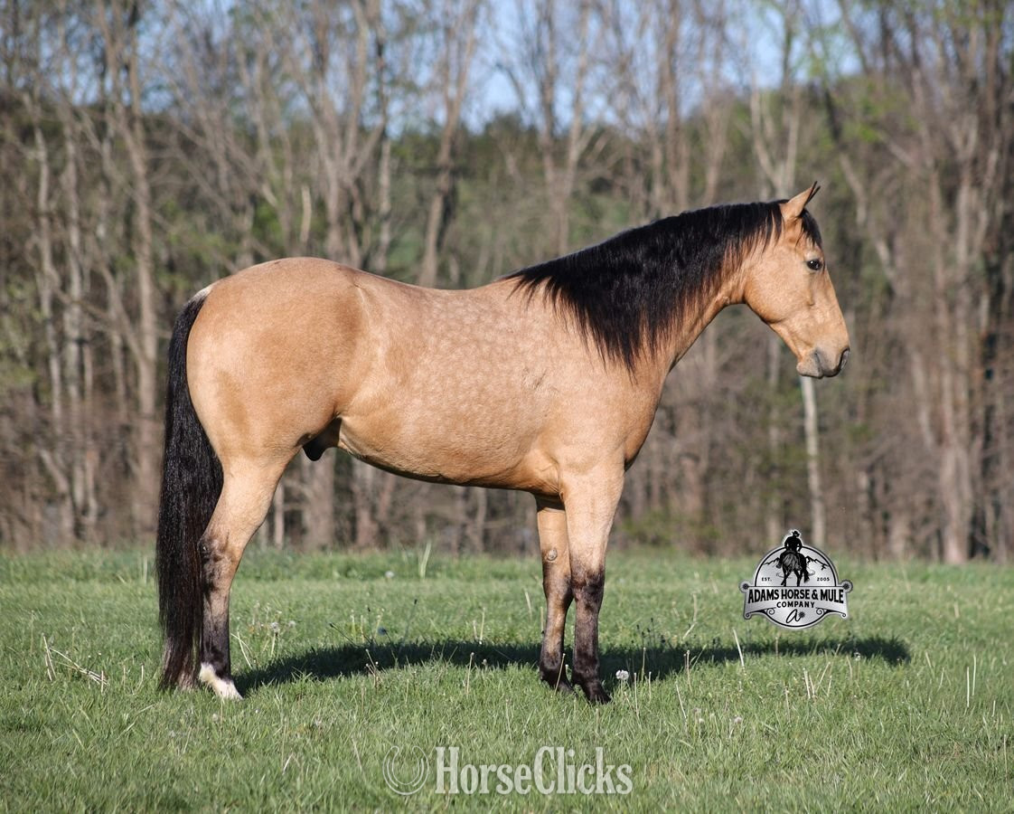 "Trashy Jaks Peppy" Buckskin Gelding Quarter Horse in Kentucky
