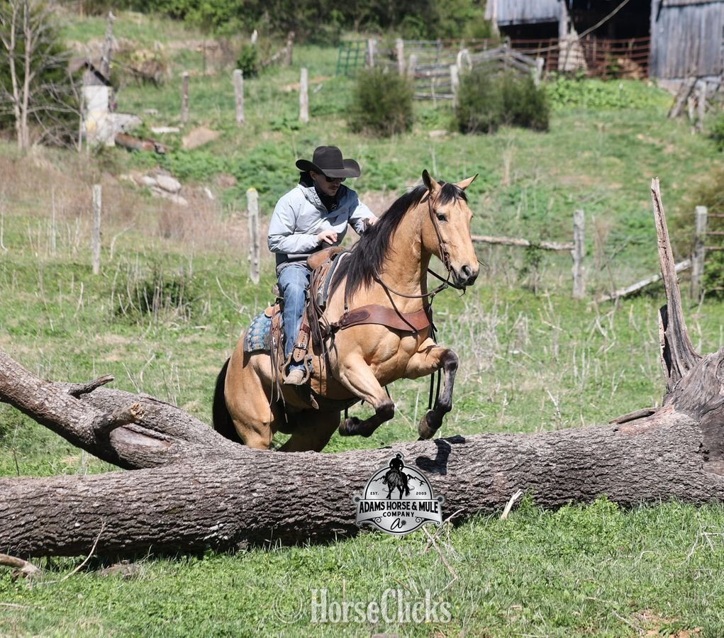 "Trashy Jaks Peppy" Buckskin Gelding Quarter Horse