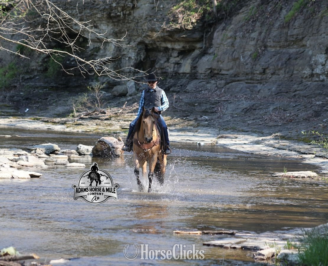 Kentucky "Trashy Jaks Peppy" Buckskin Gelding Quarter Horse