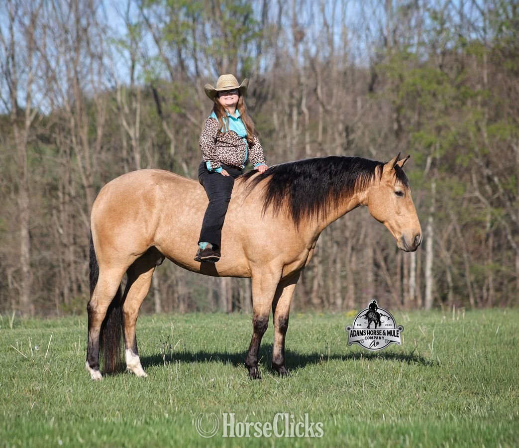 "Trashy Jaks Peppy" Buckskin Gelding Quarter Horse - Quarter Horse in Kentucky