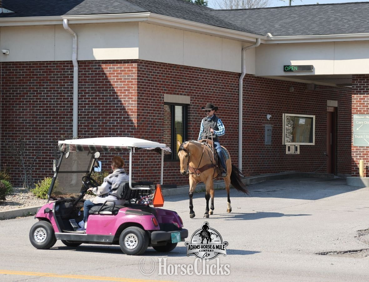 "Trashy Jaks Peppy" Buckskin Gelding Quarter Horse - Quarter Horse