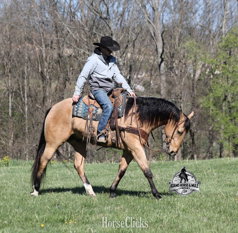 "Trashy Jaks Peppy" Buckskin Gelding Quarter Horse Kentucky