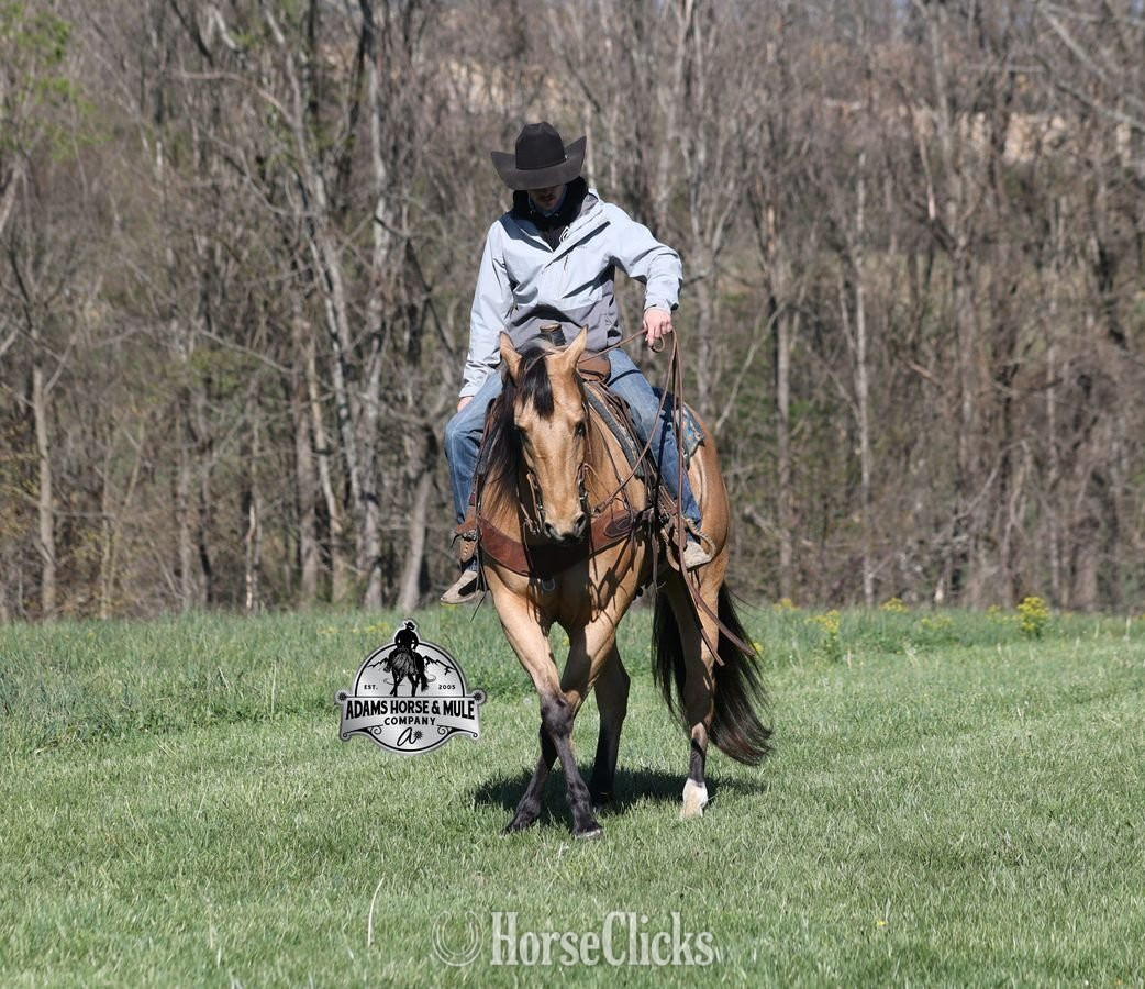 Quarter Horse - "Trashy Jaks Peppy" Buckskin Gelding Quarter Horse in Kentucky