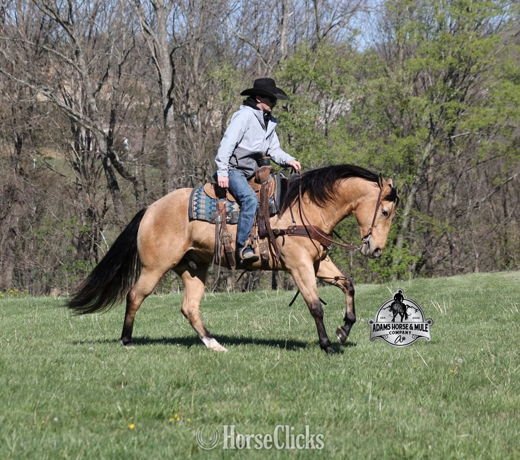 Quarter Horse - "Trashy Jaks Peppy" Buckskin Gelding Quarter Horse