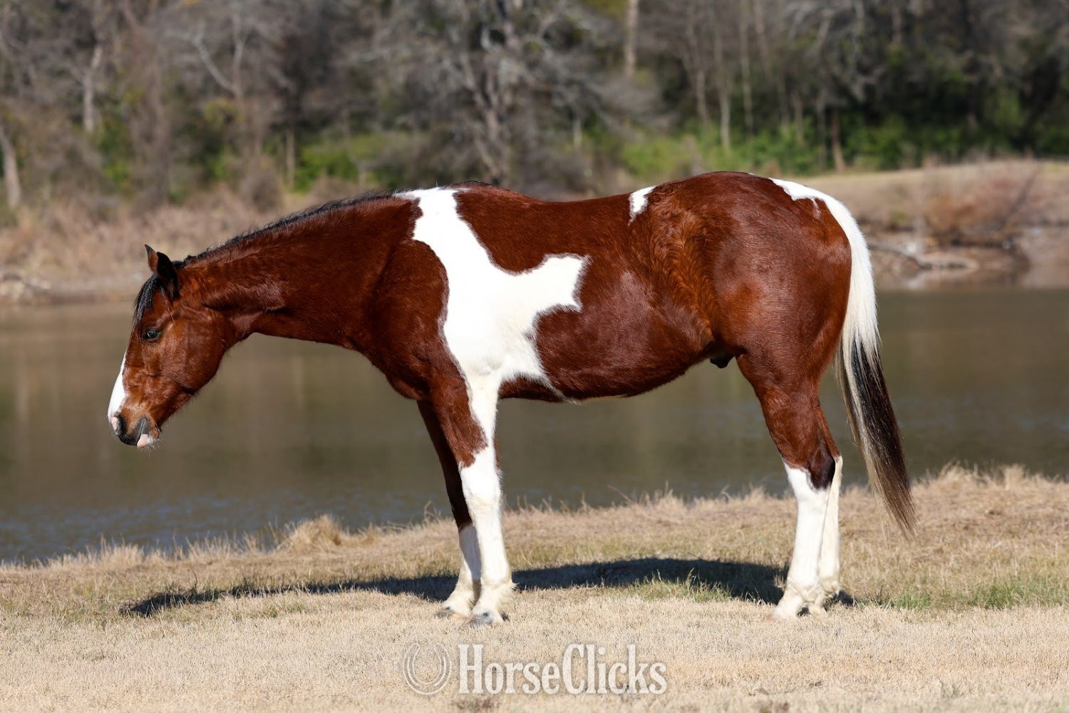 "CUPID" Tabiano Gelding Paint