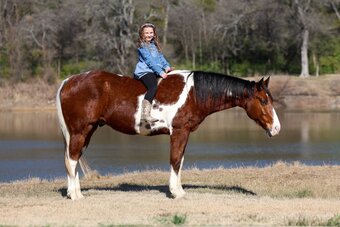 "CUPID" Tabiano Gelding Paint