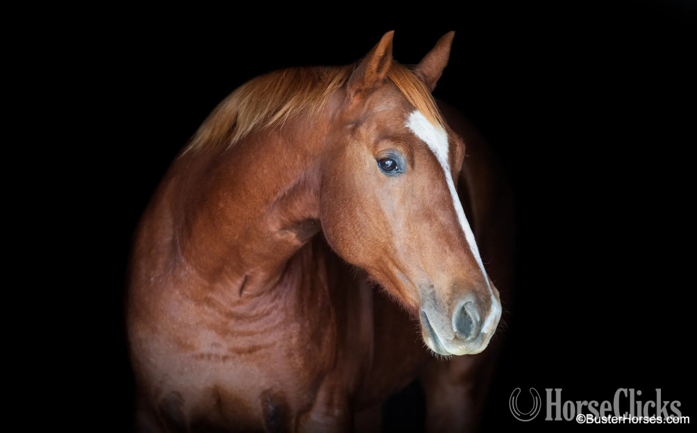 "Three Bars Of Gold" Sorrel Gelding Quarter Horse in Texas