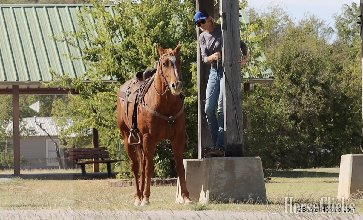 "Three Bars Of Gold" Sorrel Gelding Quarter Horse