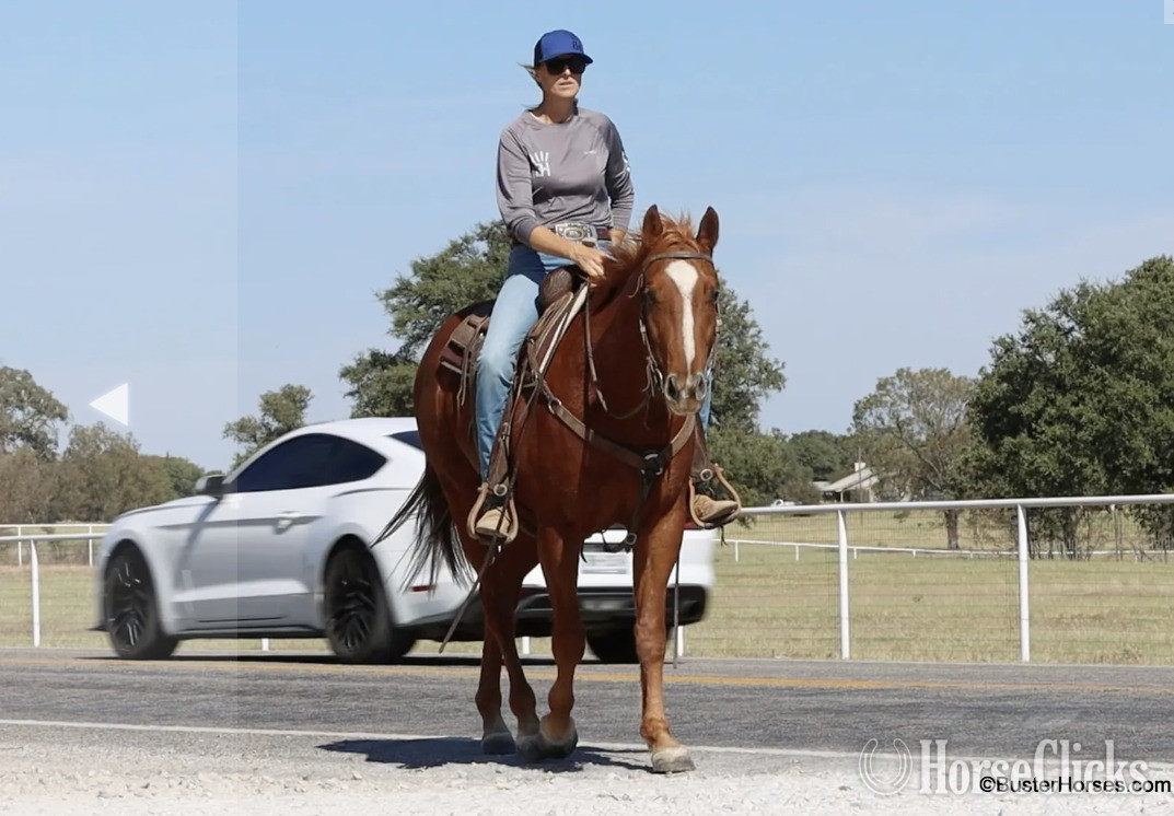 Texas "Three Bars Of Gold" Sorrel Gelding Quarter Horse