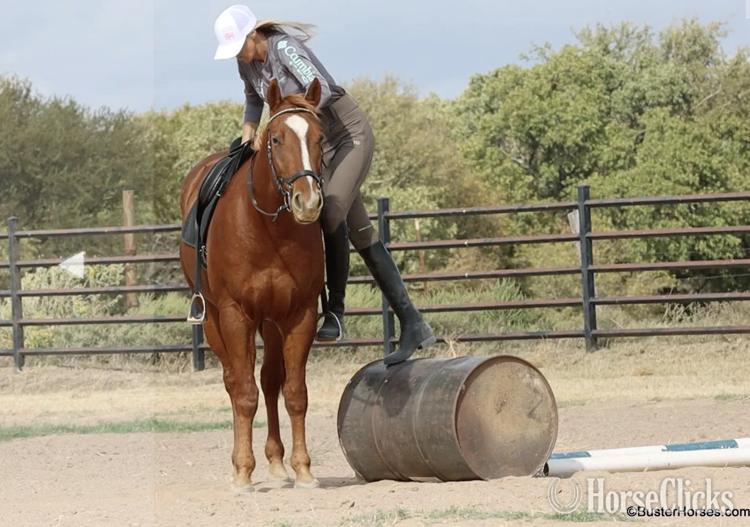 "Three Bars Of Gold" Sorrel Gelding Quarter Horse - Quarter Horse