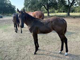 "Bunny" Black Filly Quarter Horse