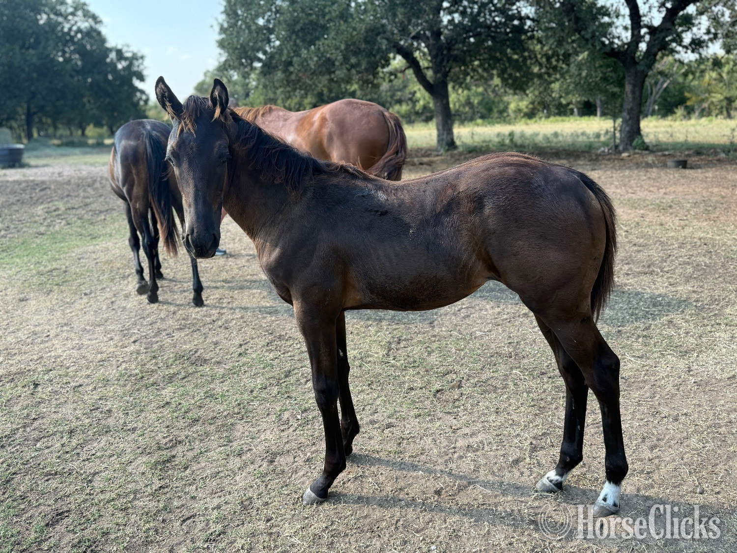 "Bunny" Black Filly Quarter Horse in Texas