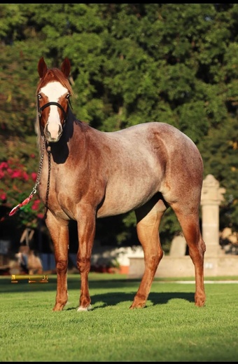 "Fancy Gunnin Chic" Red Roan Filly Quarter Horse