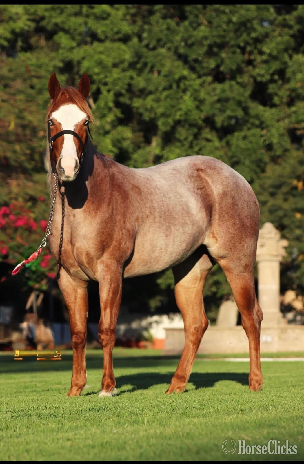 "Fancy Gunnin Chic" Red Roan Filly Quarter Horse in Texas