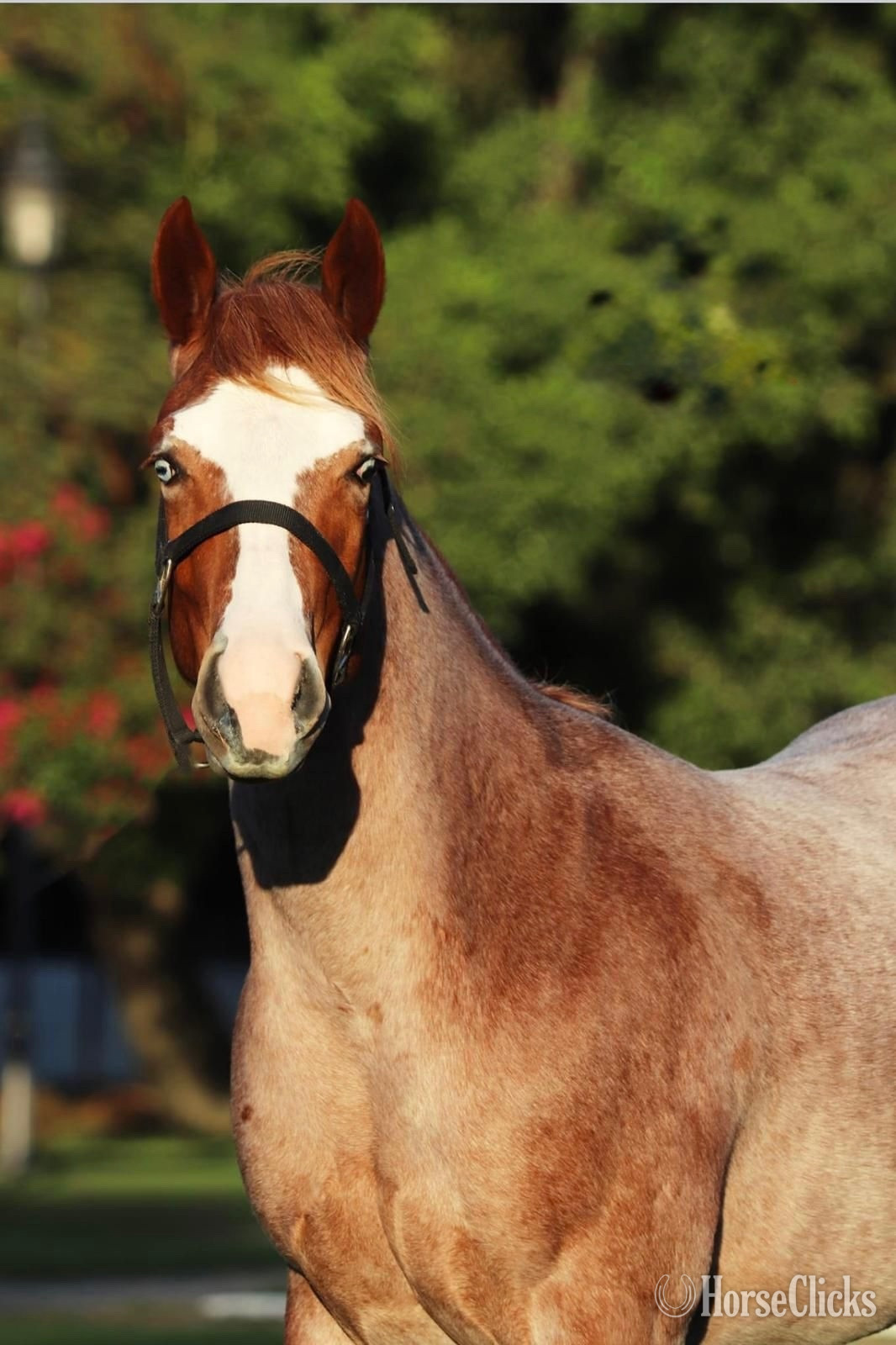 "Fancy Gunnin Chic" Red Roan Filly Quarter Horse