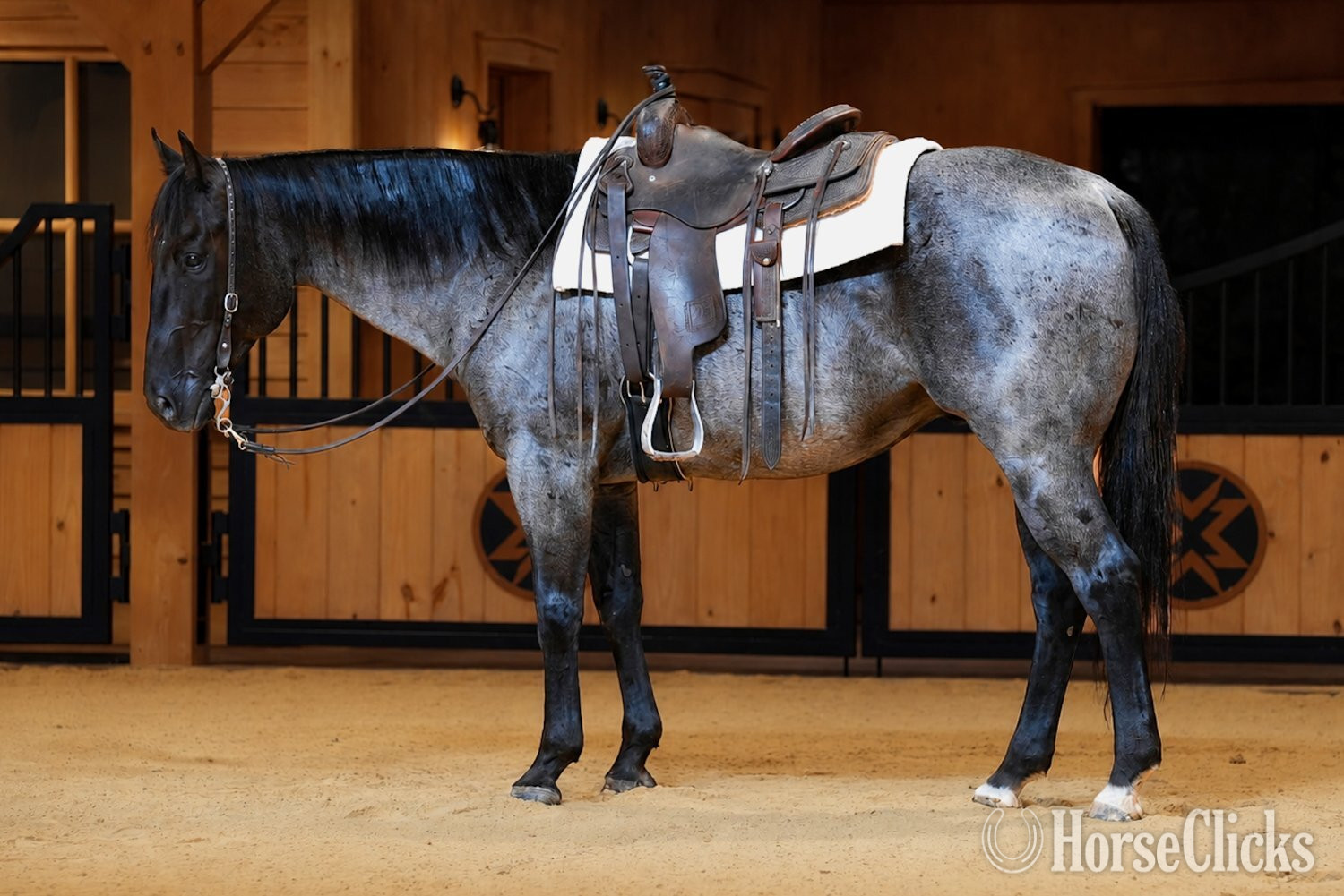 "Bluey " Blue Roan Gelding Quarter Horse