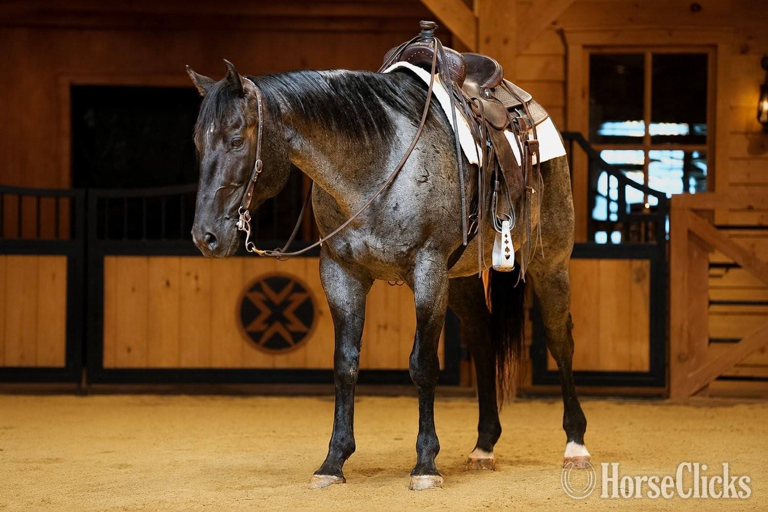 Pennsylvania "Bluey " Blue Roan Gelding Quarter Horse