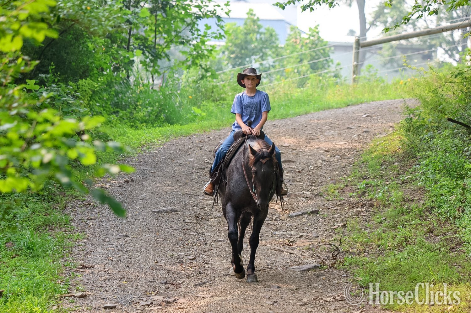 "Bluey " Blue Roan Gelding Quarter Horse - Quarter Horse in Pennsylvania