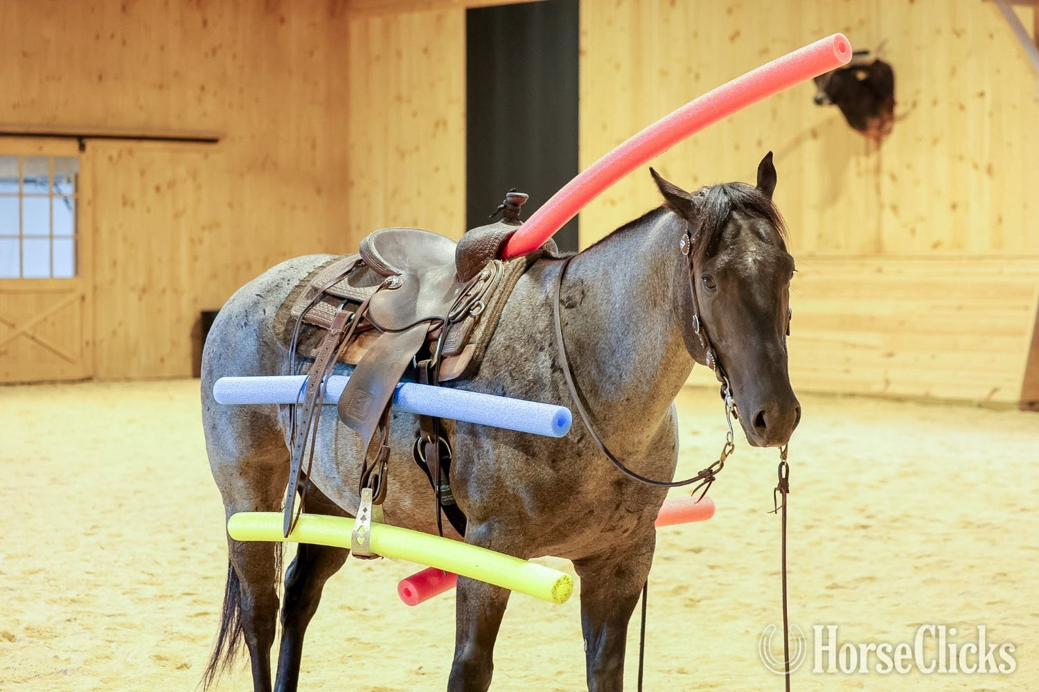 "Bluey " Blue Roan Gelding Quarter Horse - Quarter Horse