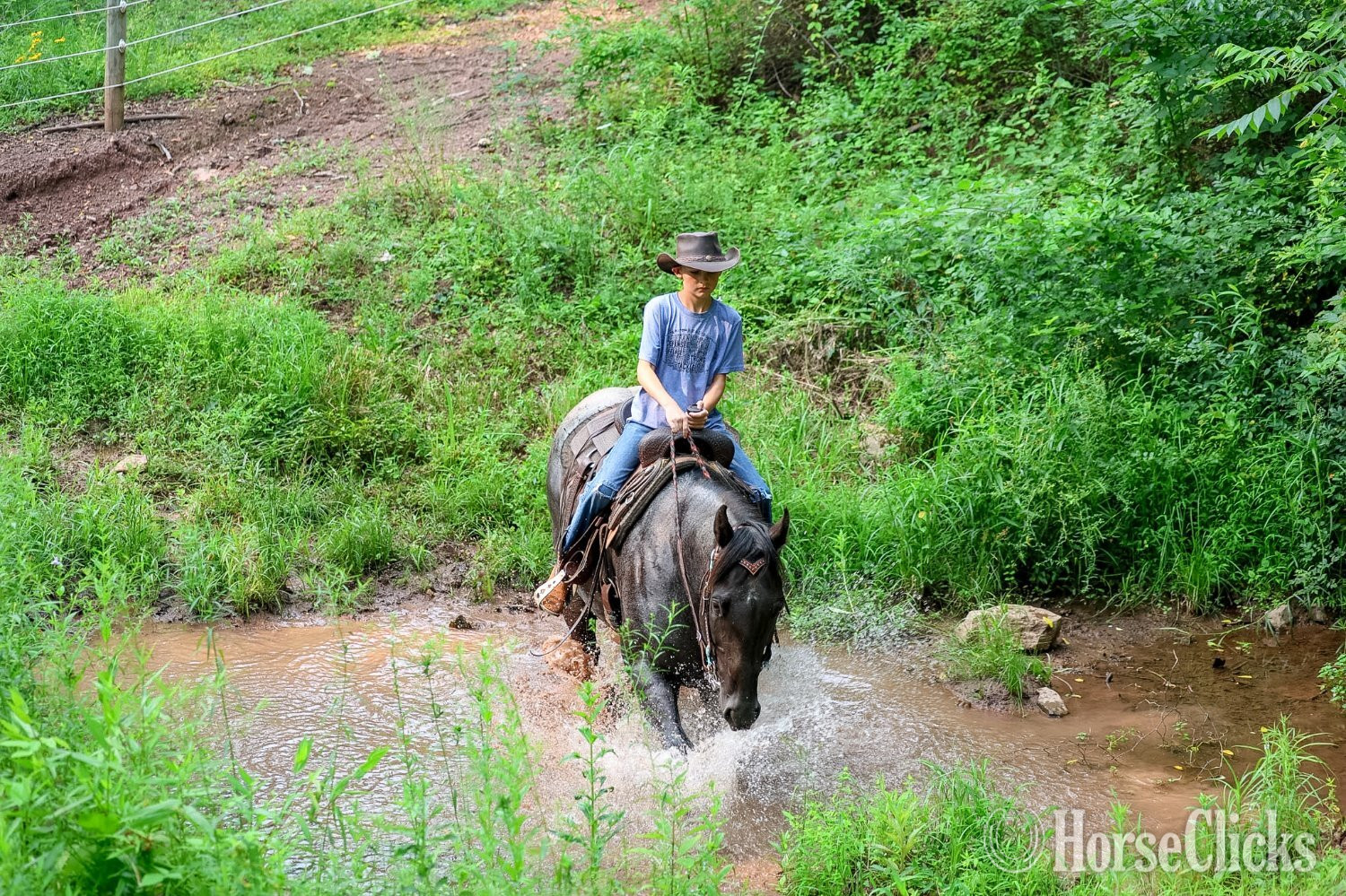Quarter Horse - "Bluey " Blue Roan Gelding Quarter Horse