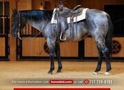 "Bluey " Blue Roan Gelding Quarter Horse