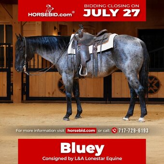 "Bluey " Blue Roan Gelding Quarter Horse