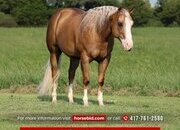 "Big Star" Palomino Gelding Quarter Horse