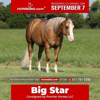 "Big Star" Palomino Gelding Quarter Horse