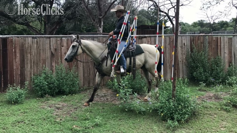 "Chester " Buckskin Gelding -  in Texas