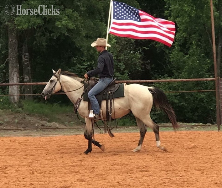 "Chester " Buckskin Gelding