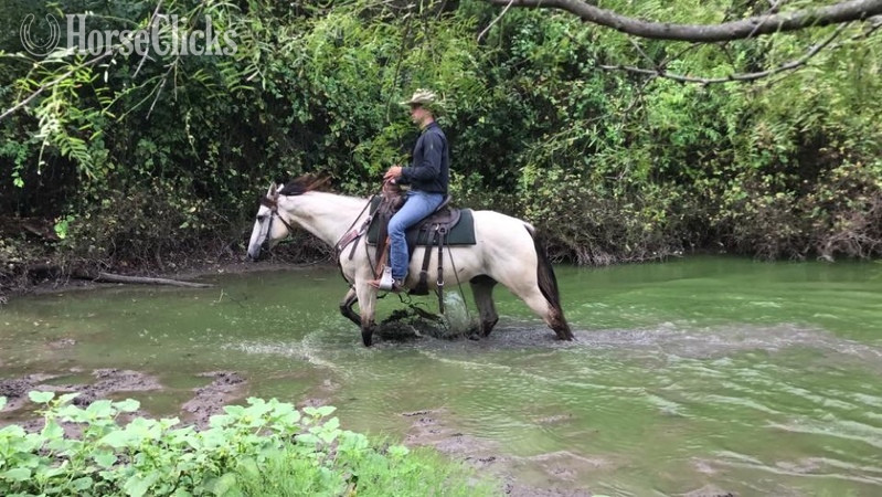 "Chester " Buckskin Gelding - 