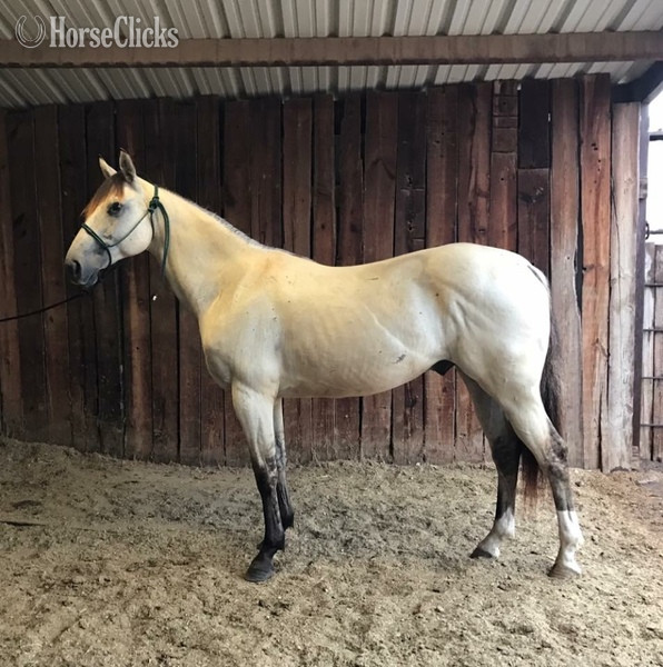  - "Chester " Buckskin Gelding in Texas